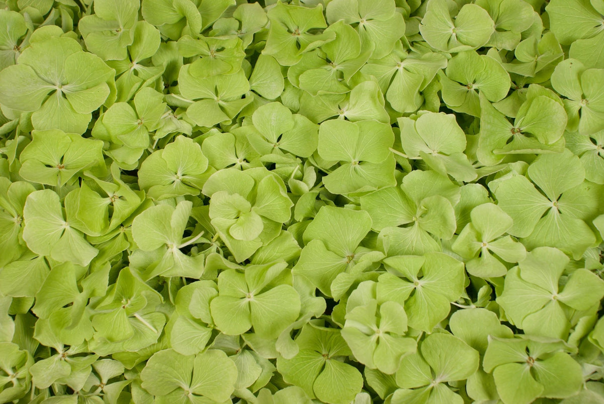 Freezedriedhydrangeapetals_Gre