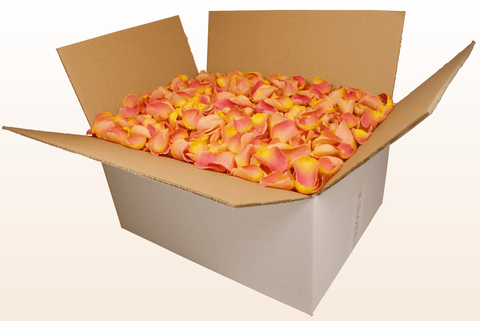 24 litre box