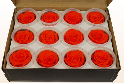 Size S, 12 roses