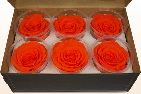 Size XL, 6 roses