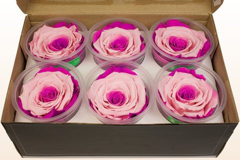 Size XL, 6 roses