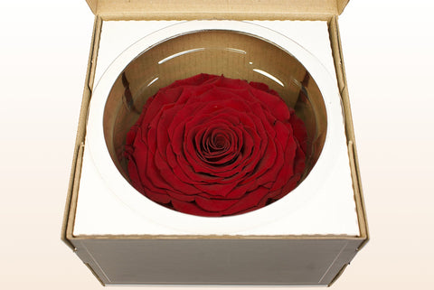 Size XXL, 1 rose