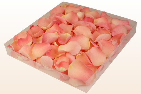 1 litre box