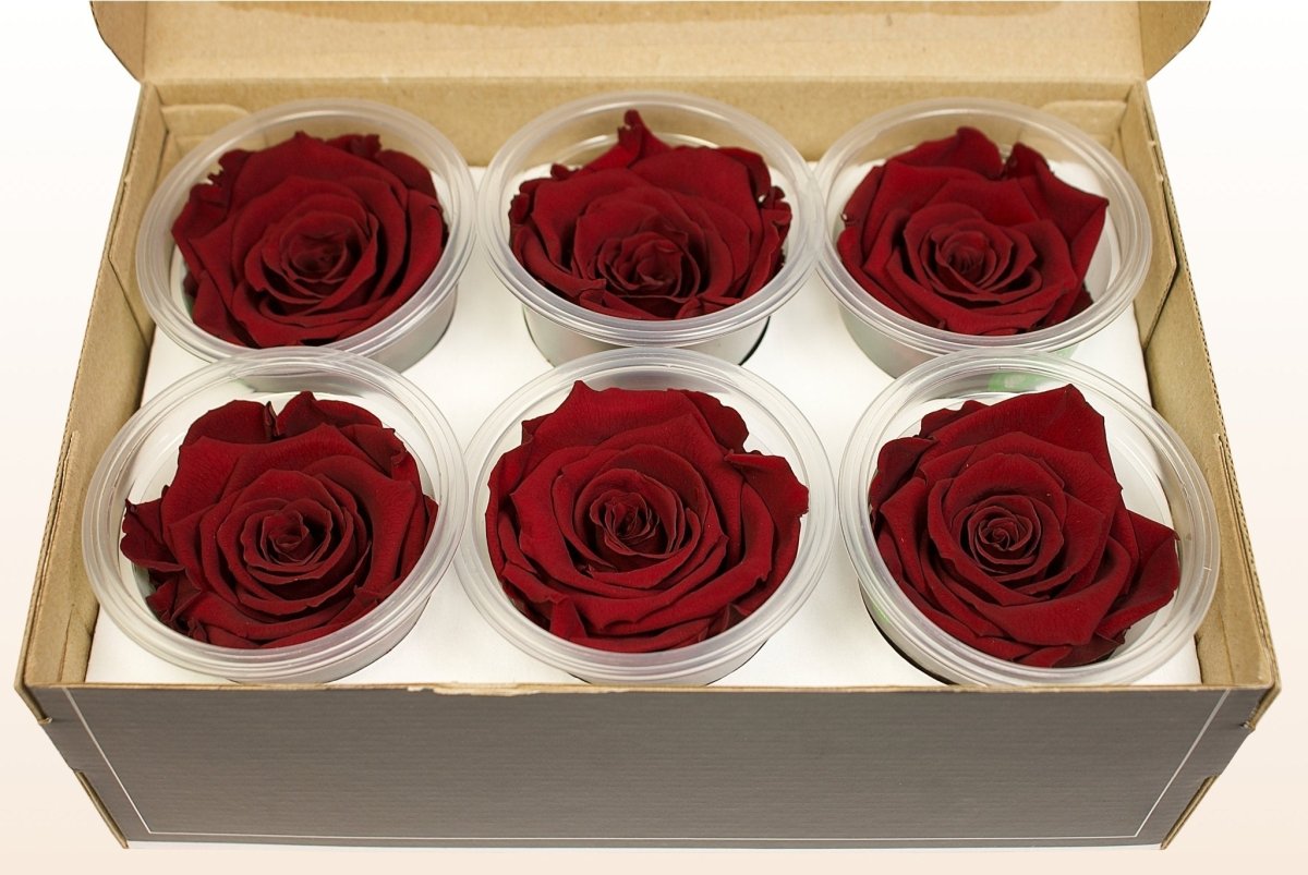 Prepy Roses Dark Red Preserved roses - Dark red – Sweet Colours