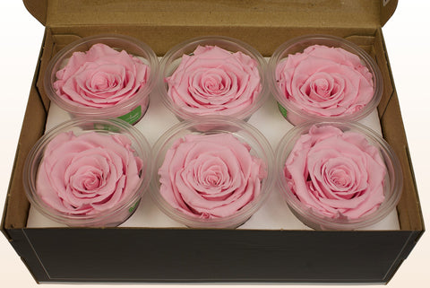 Size L, 6 roses