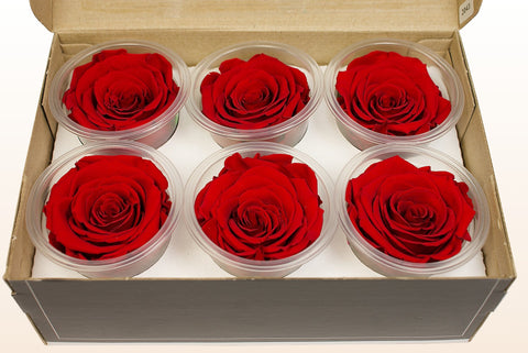 Size L, 6 roses