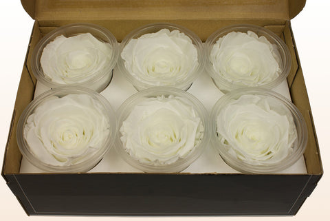 Size L, 6 roses