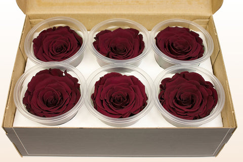 Size L, 6 roses