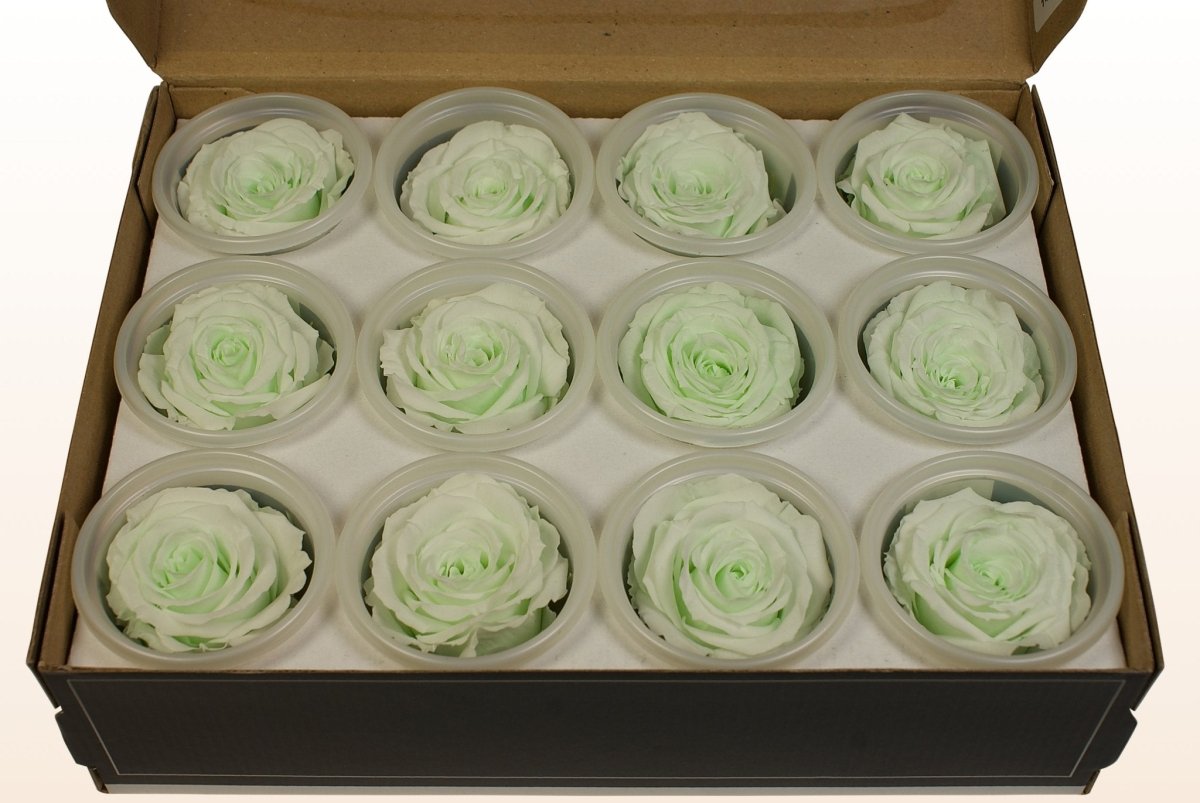 Mint Roses Fresh Preserved roses - Mint green – Sweet Colours