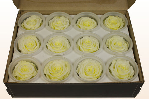 Size S, 12 roses