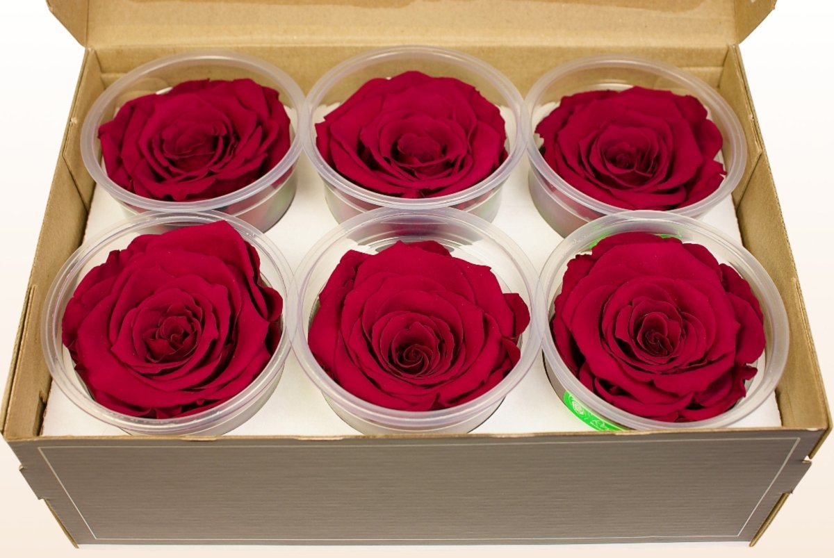 Preserved roses - Cerise pink – Sweet Colours