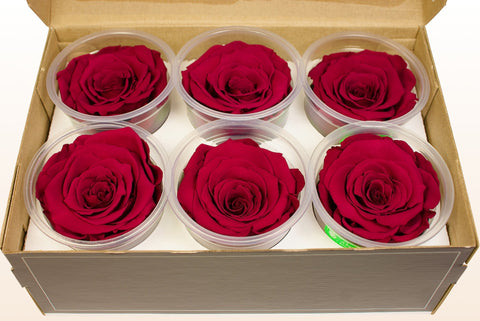 Size XL, 6 roses