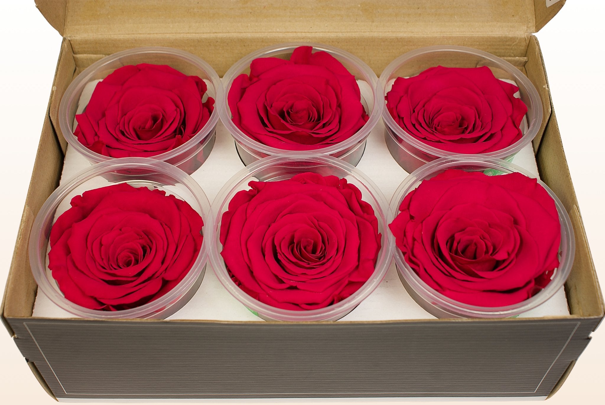 Preserved roses - Cranberry – Sweet Colours
