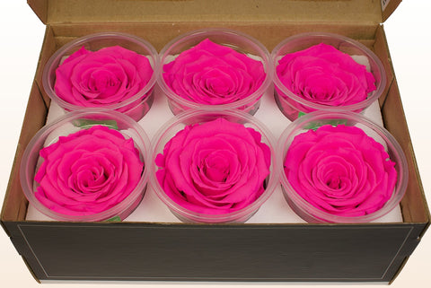 Size XL, 6 roses