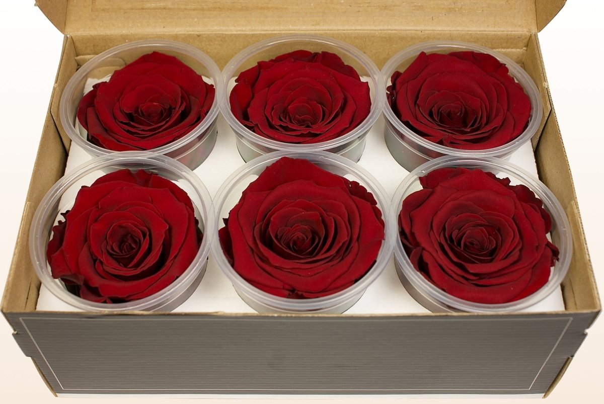 Sample Preserved Roses Preserved roses - Dark red – Sweet Colours