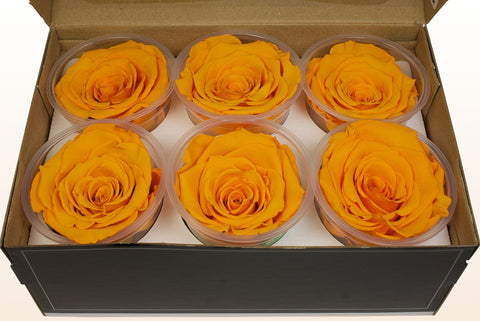 Size XL, 6 roses