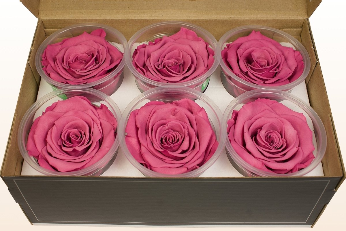 Sample Preserved Roses Preserved roses - Lavender – Sweet Colours