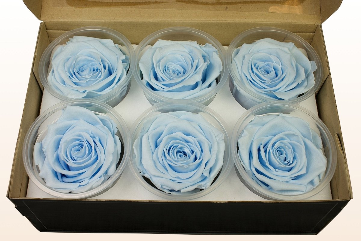 Sample Preserved Roses Preserved roses - Light blue – Sweet Colours
