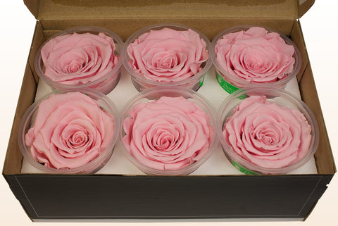 Size XL, 6 roses
