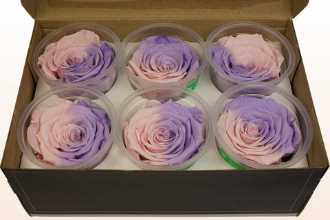 Size XL, 6 roses