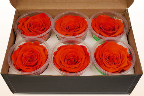 Size XL, 6 roses