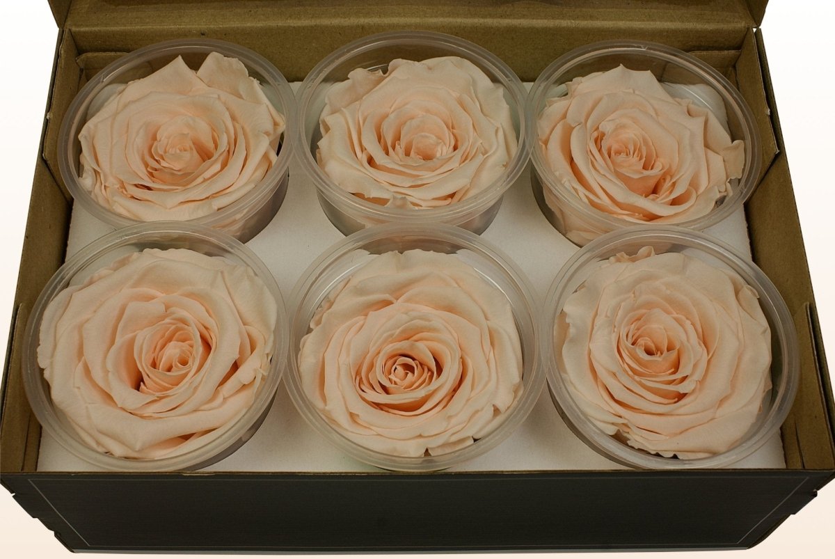 Peach Roses Recips Preserved roses - Peach pastel – Sweet Colours