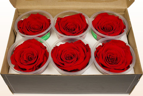 Size XL, 6 roses