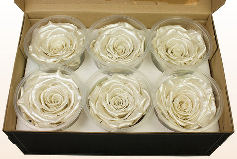 Size XL, 6 roses