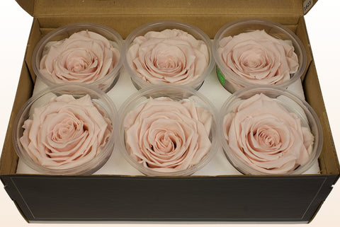 Size XL, 6 roses