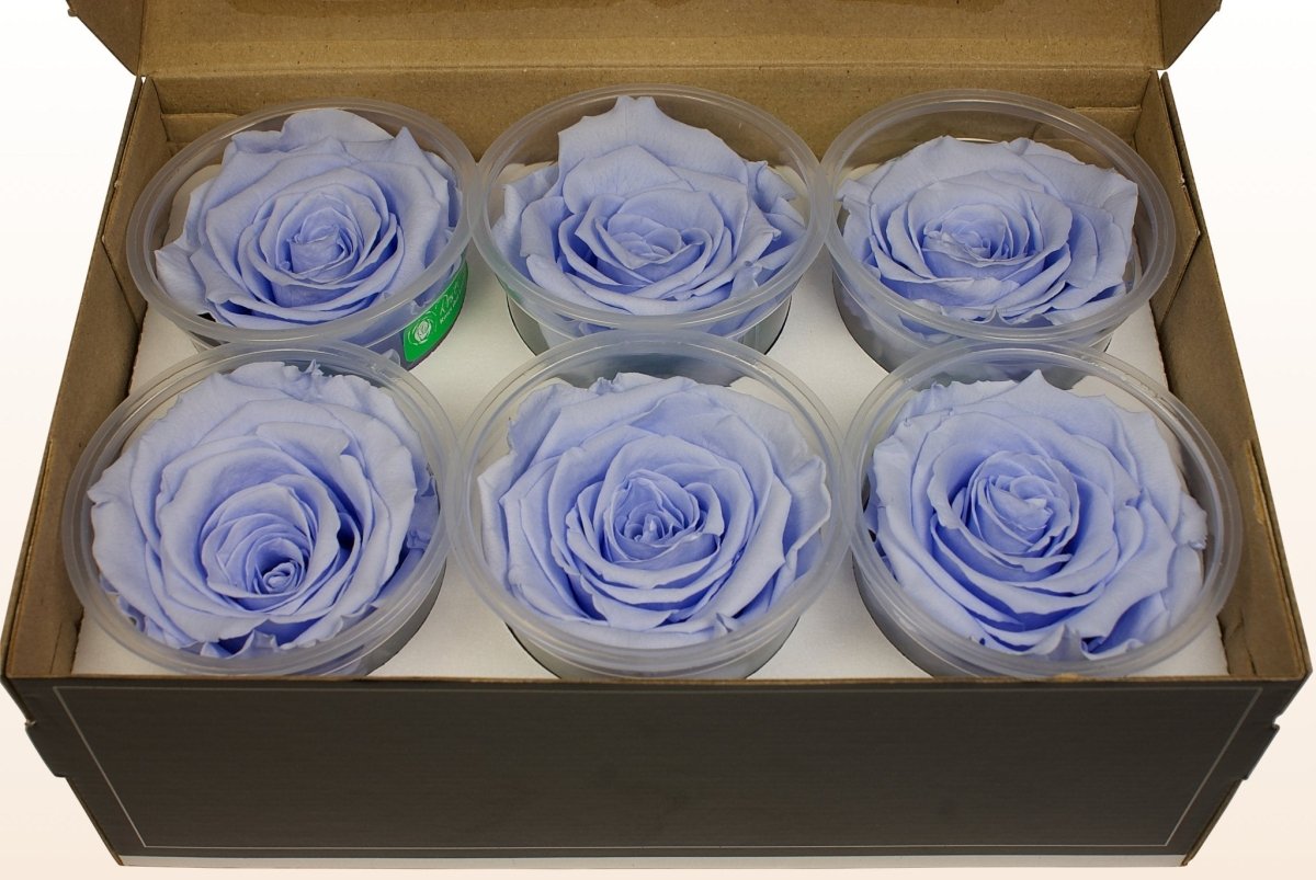 Preserved roses - Violet blue – Sweet Colours