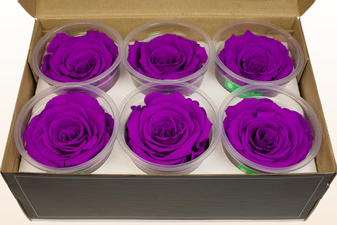 Size XL, 6 roses