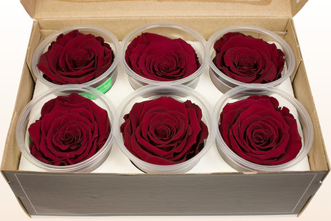 Size XL, 6 roses