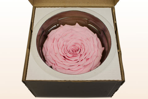 Size XXL, 1 rose