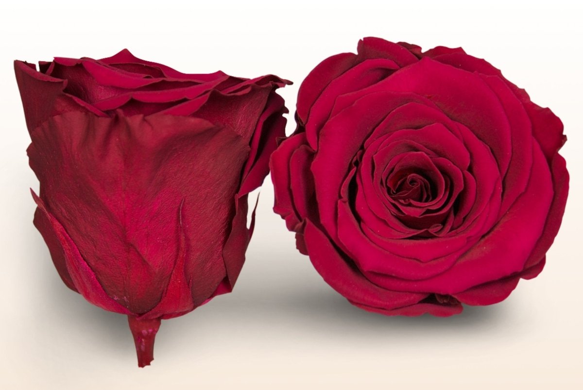 Preserved roses - Cerise pink – Sweet Colours