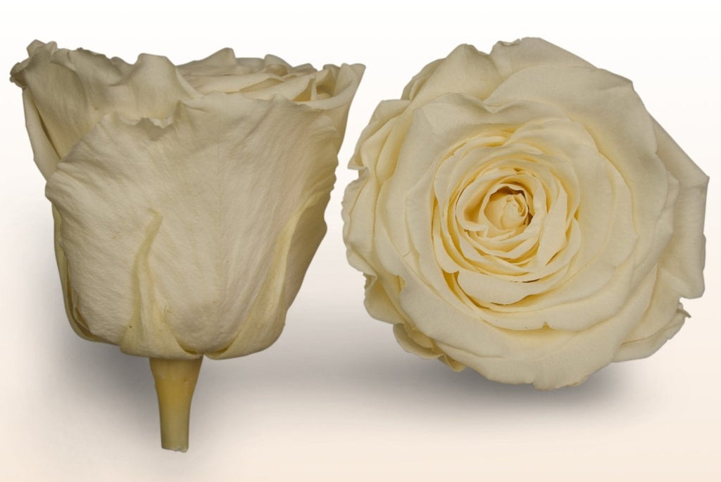 4 Keeps Roses Preserved roses | Last more than 1 year – Sweet Colours