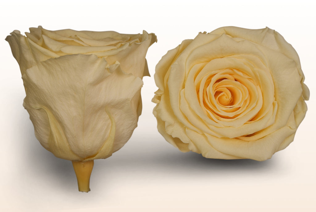 Roseamor_preservedroses_Custard_CHA-99