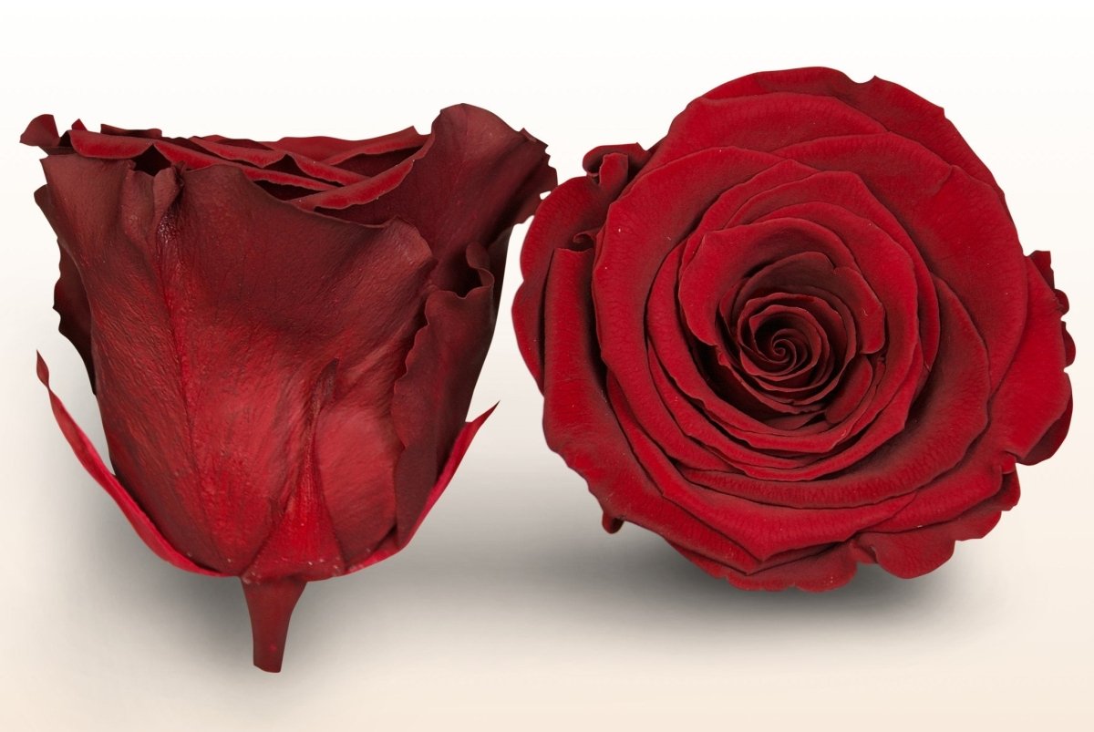 Prepy Roses Dark Red Preserved roses - Dark red – Sweet Colours