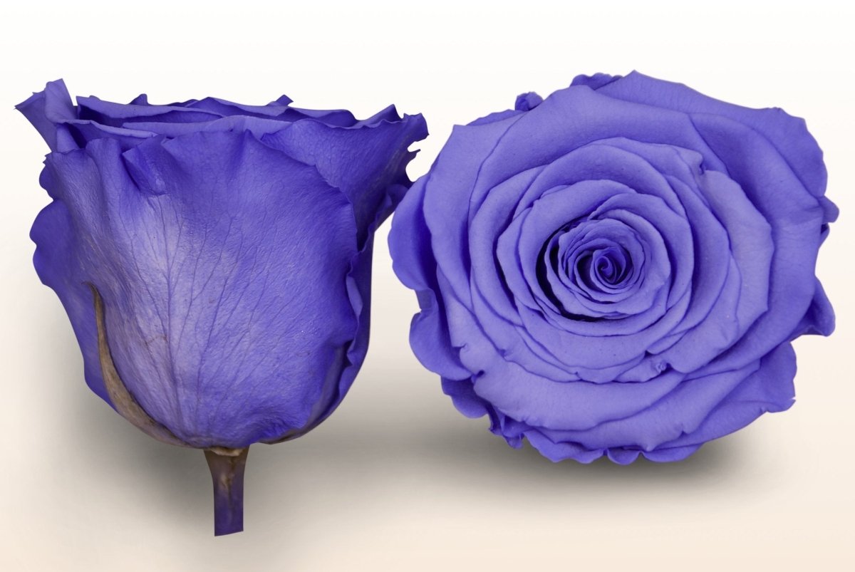 Preserved roses - Lilac – Sweet Colours