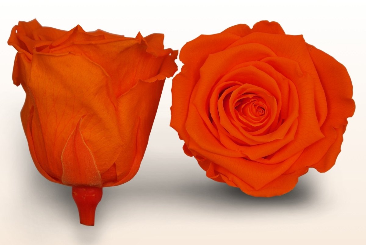 Preserved roses - Orange – Sweet Colours