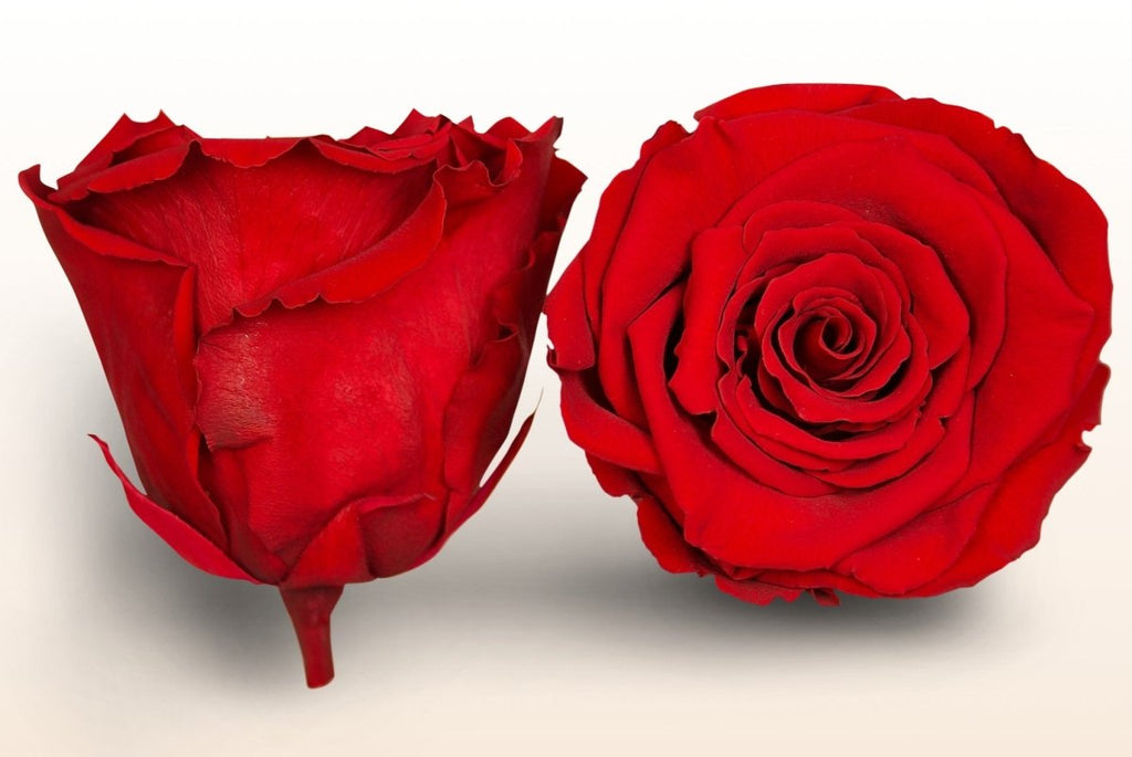 4 Keeps Roses Preserved roses | Last more than 1 year – Sweet Colours
