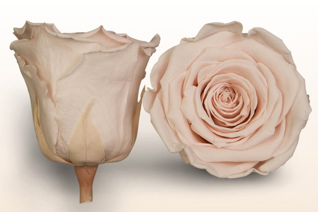 Prserved Roses Preserved roses | Last more than 1 year – Sweet Colours