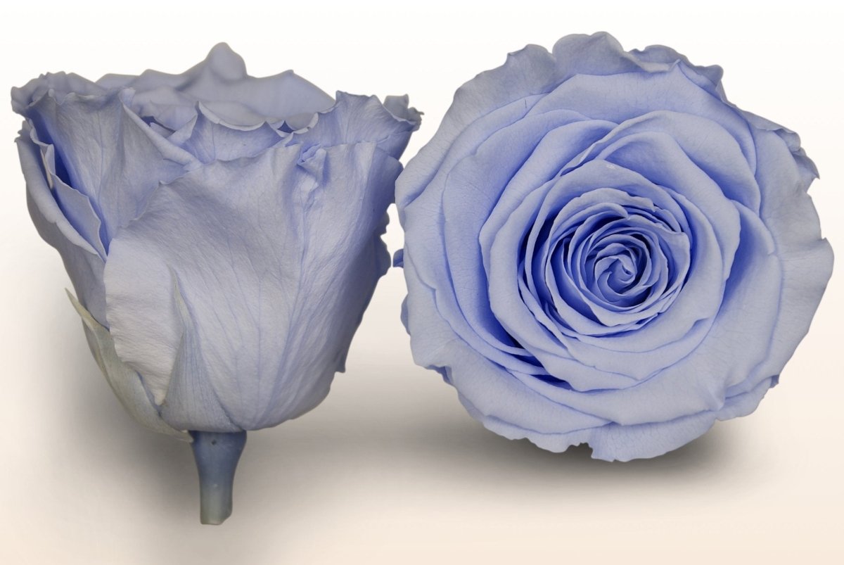 Preserved roses - Violet blue – Sweet Colours