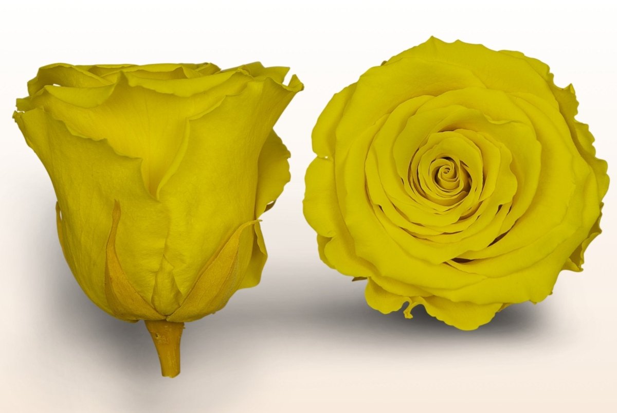 Preserved roses - Yellow – Sweet Colours